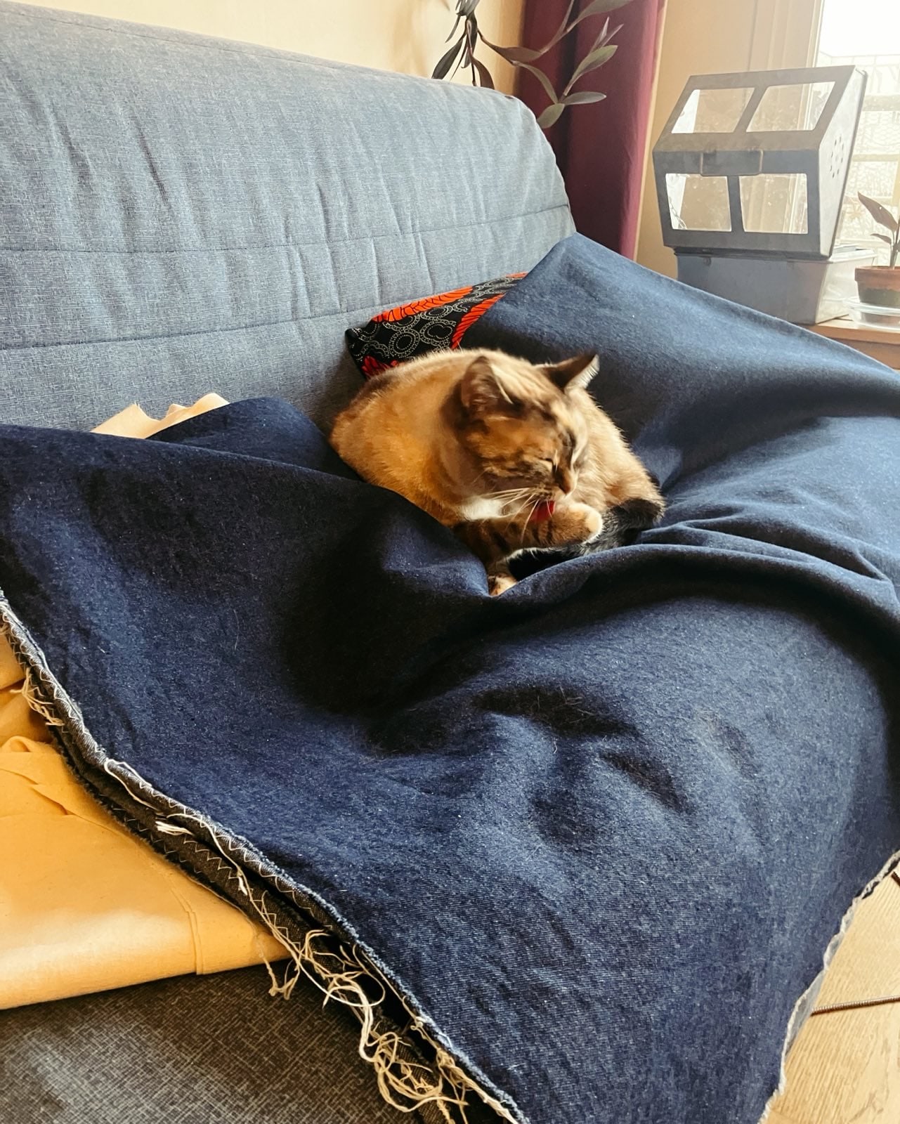 un chat mignon dort confortablement sur une pièce d’étoffe denim bleue