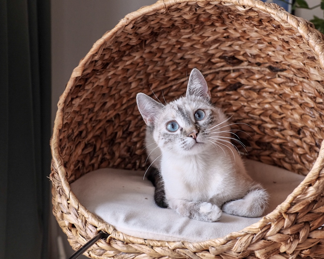 Photo d'une chatte mignonne (qui s’appelle Pourriel)